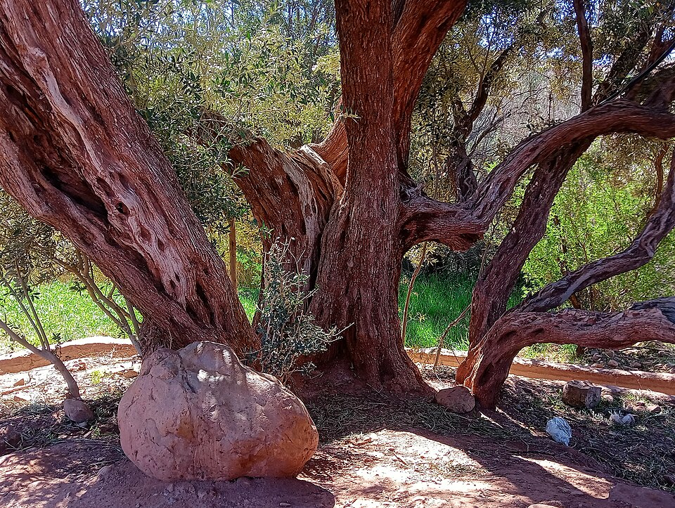 Olea (Olives) (alternate view 2)