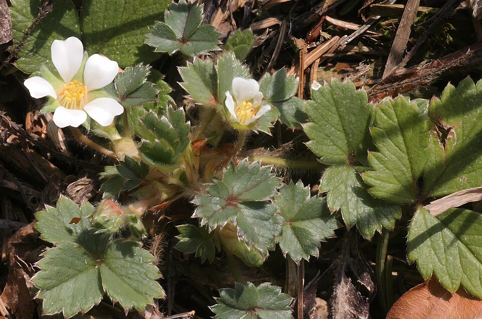 Potentilla sterilis (Barren Strawberry)