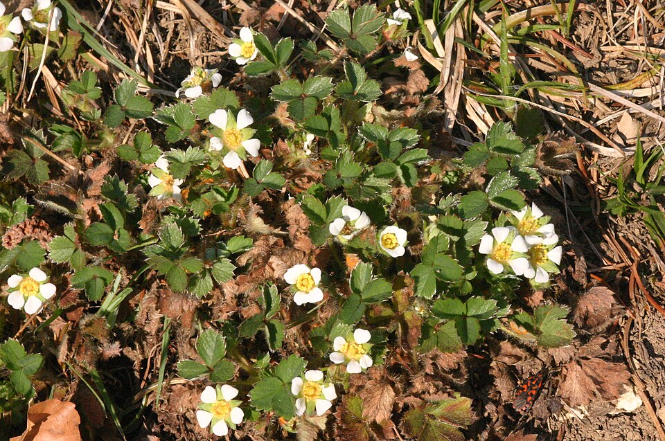 Potentilla sterilis (Barren Strawberry)