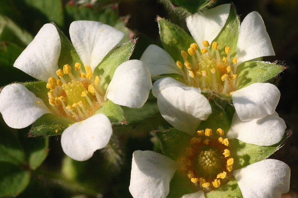 Potentilla sterilis (Barren Strawberry)