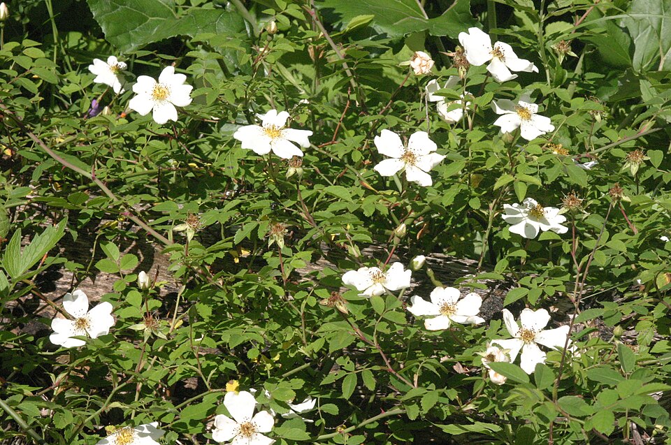 Rosa arvensis (Field Rose)