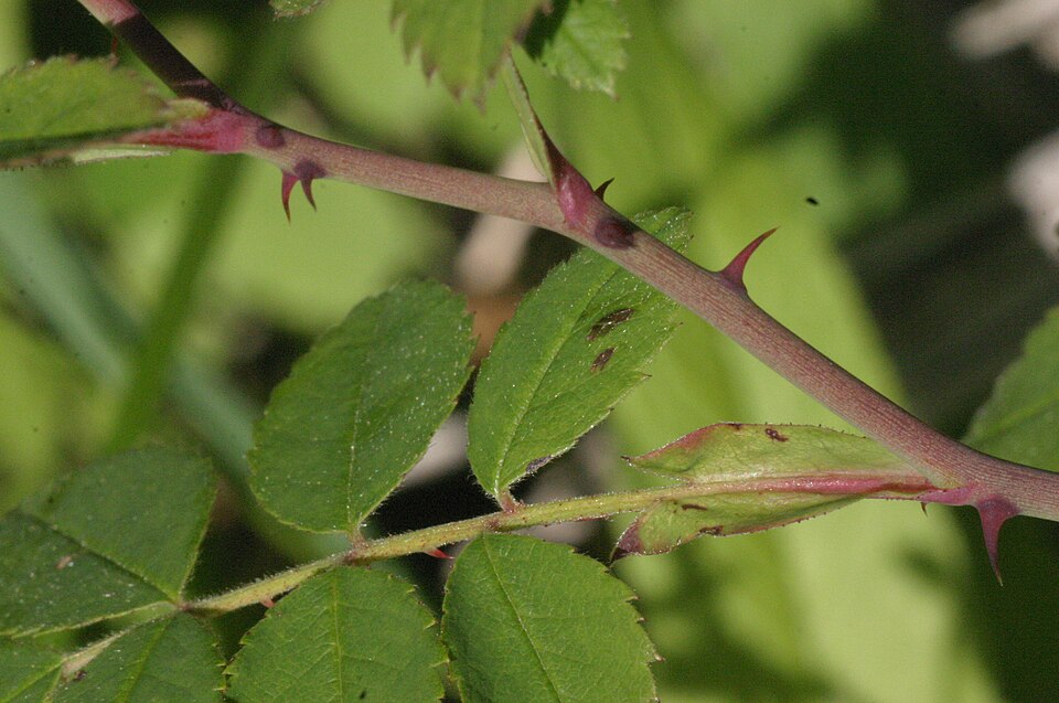 Rosa arvensis (Field Rose)