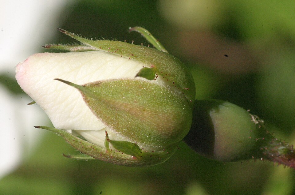 Rosa arvensis (Field Rose)