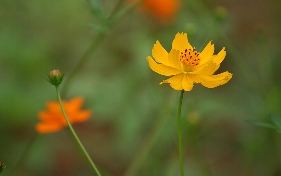 Cosmos sulphureus (Yellow Cosmos) (alternate view 7)