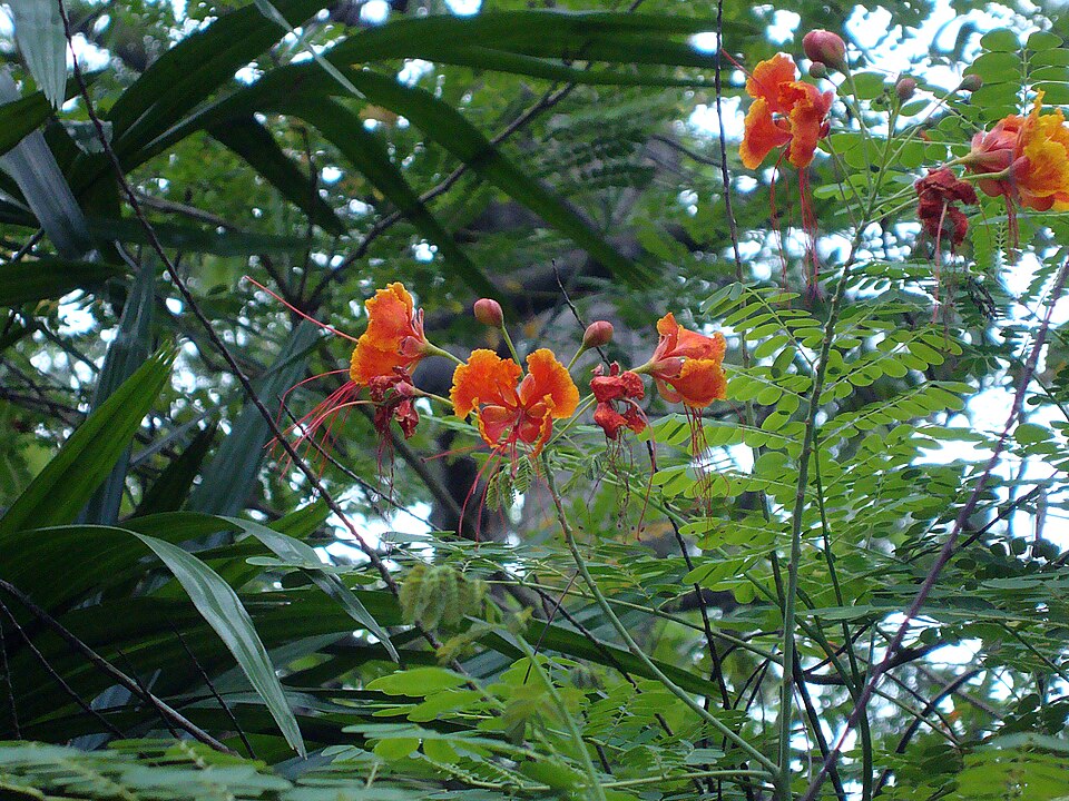 Caesalpinia pulcherrima (peacock flower)