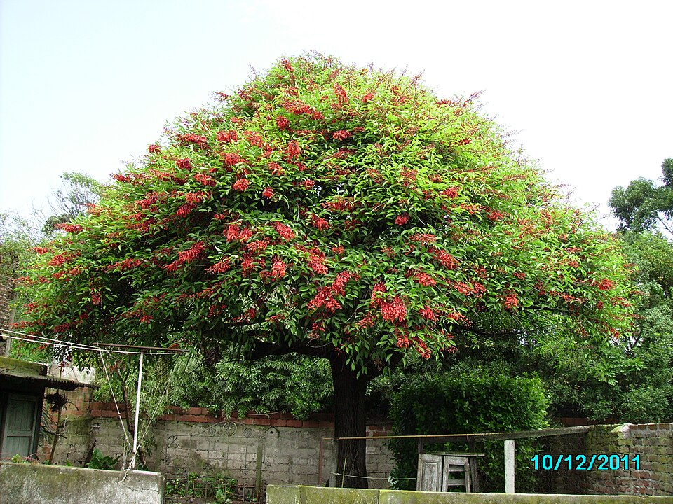 Erythrina crista-galli (Cockspur coral tree) (alternate view 10)