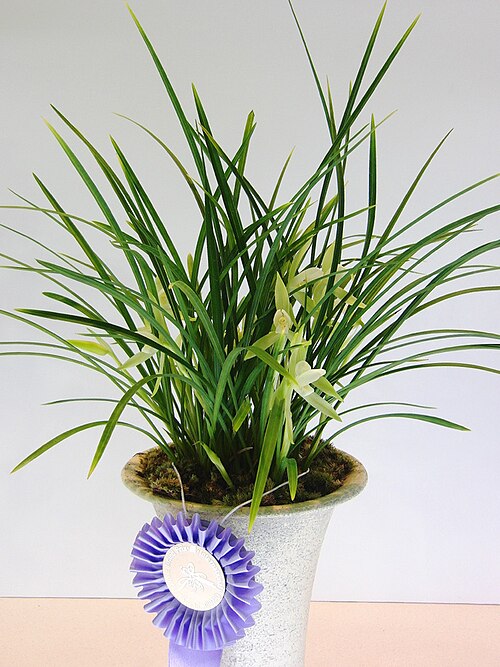 Cymbidium goeringii, Spring orchid — clumping evergreen (Orchidaceae) (image 5 of 10)