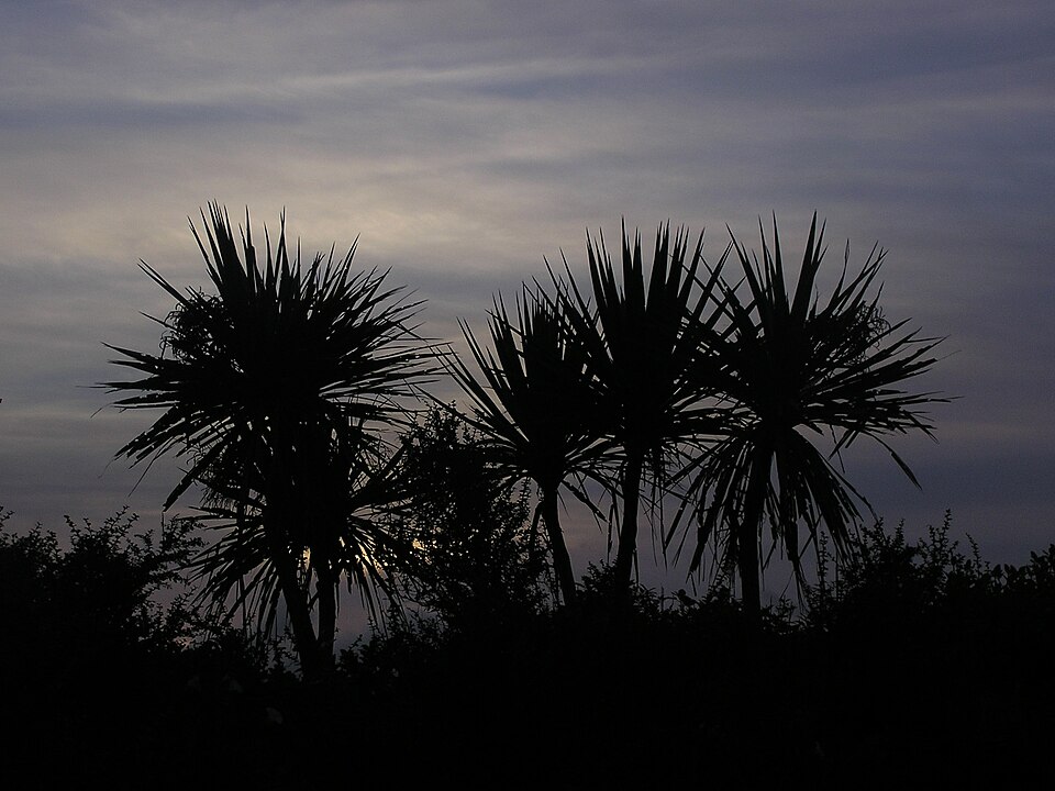 Cordyline australis (New Zealand cabbage tree) (alternate view 7)