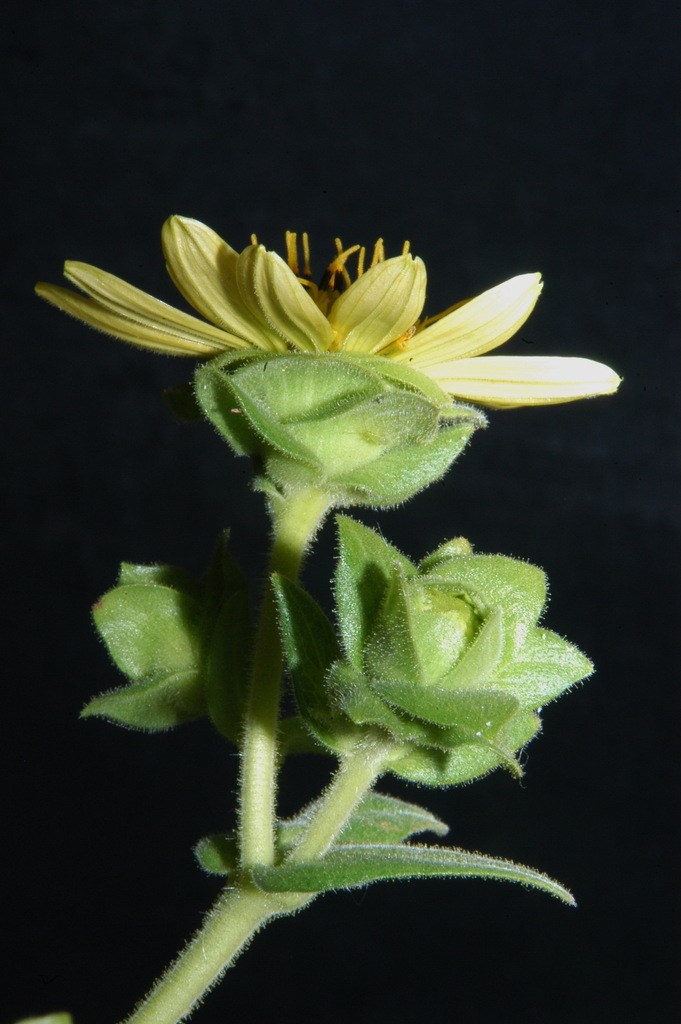 Silphium (Rosinweeds) (alternate view 2)
