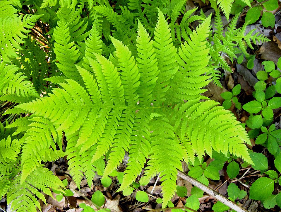Phegopteris hexagonoptera (broad beech fern) (alternate view 7)
