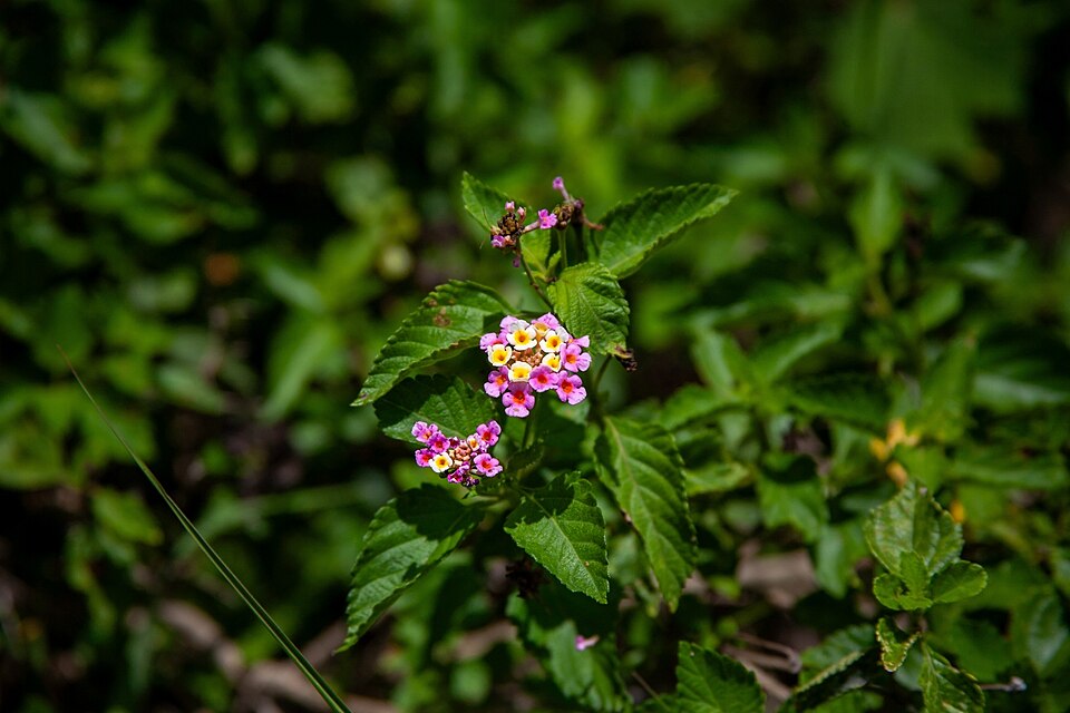 Lantana strigocamara (Lantana) (alternate view 6)