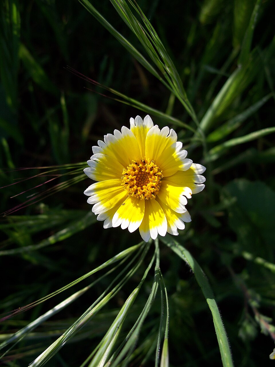 Layia platyglossa (tidy tips)