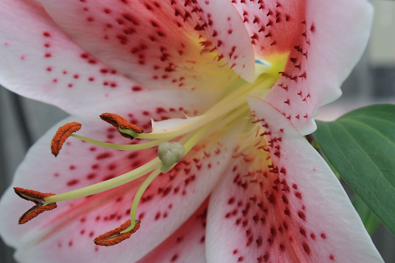 Lilium speciosum, Showy Japanese lily — upright deciduous (Liliaceae) (image 5 of 10)