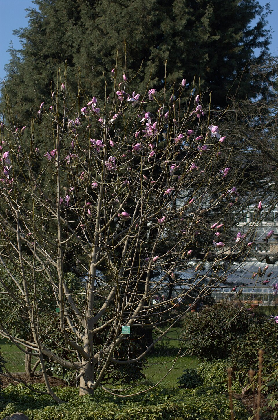 Magnolia × loebneri 'Leonard Messel' (Leonard Messel Magnolia) (alternate view 2)