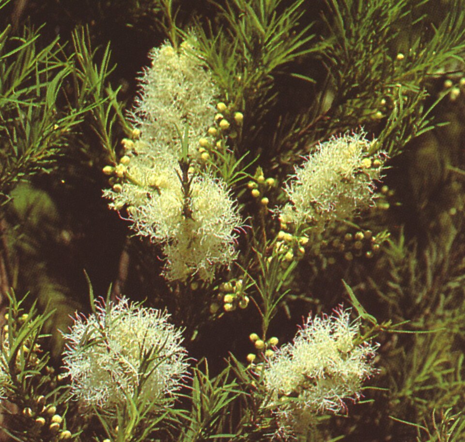 Melaleuca alternifolia (alternate view 8)
