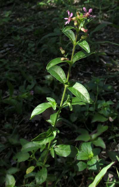 Cuphea (Cigar Plants and Allies) (alternate view 3)
