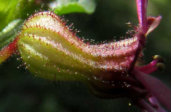 Cuphea (Cigar Plants and Allies) (alternate view 4)