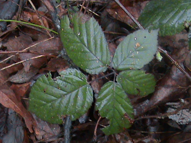 Rubus armeniacus (Himalayan blackberry) (alternate view 8)