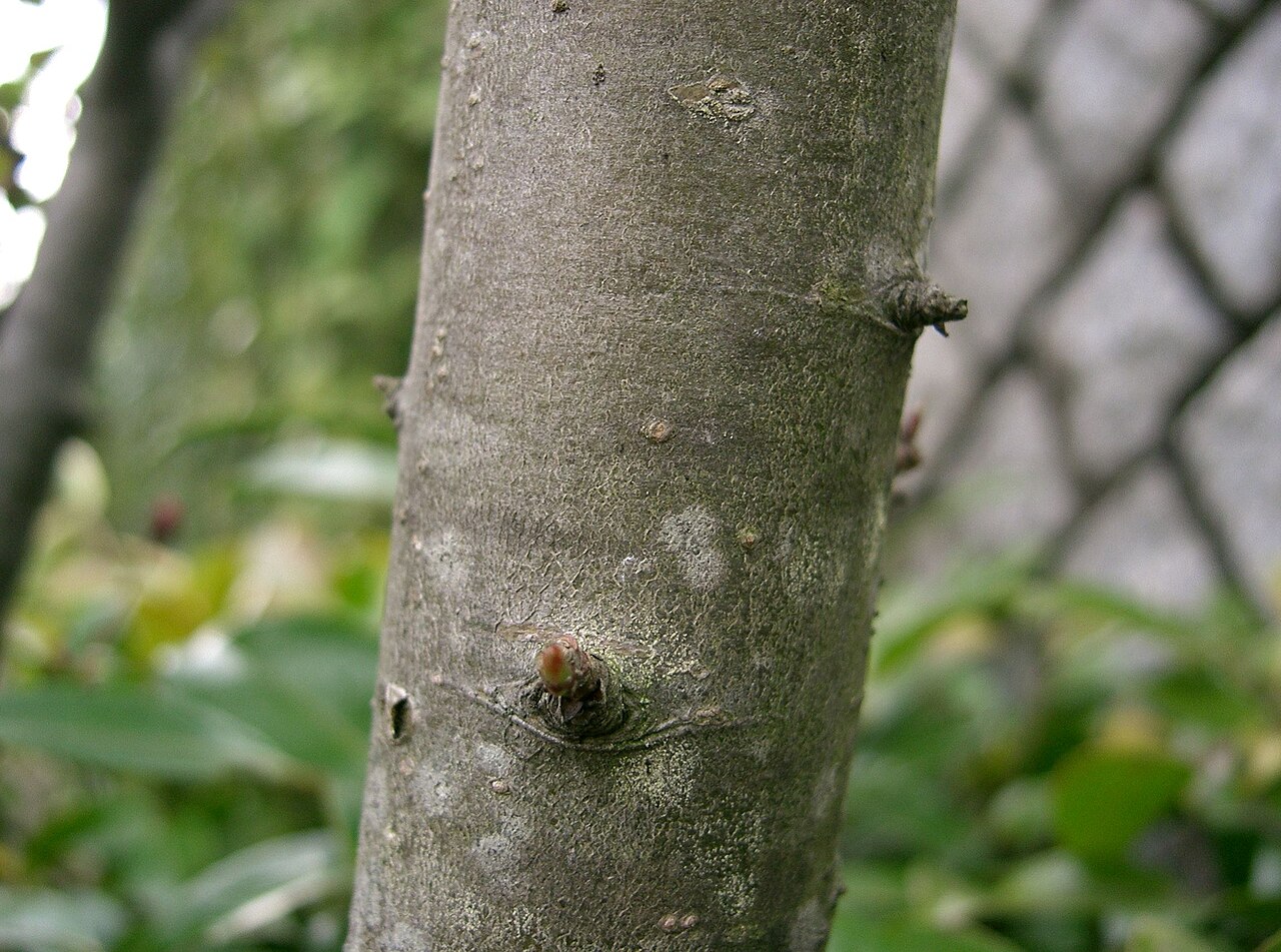 Malus halliana, Hall crabapple — spreading deciduous (Rosaceae) (image 1 of 10)