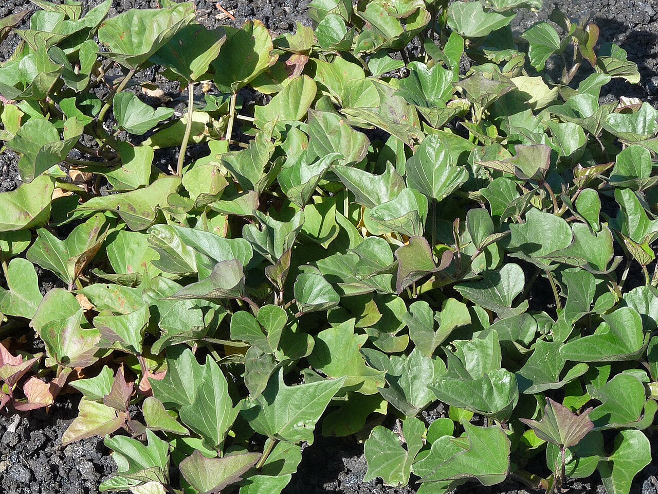 Ipomoea batatas, Sweet potato — trailing deciduous (Convolvulaceae) (image 2 of 9)