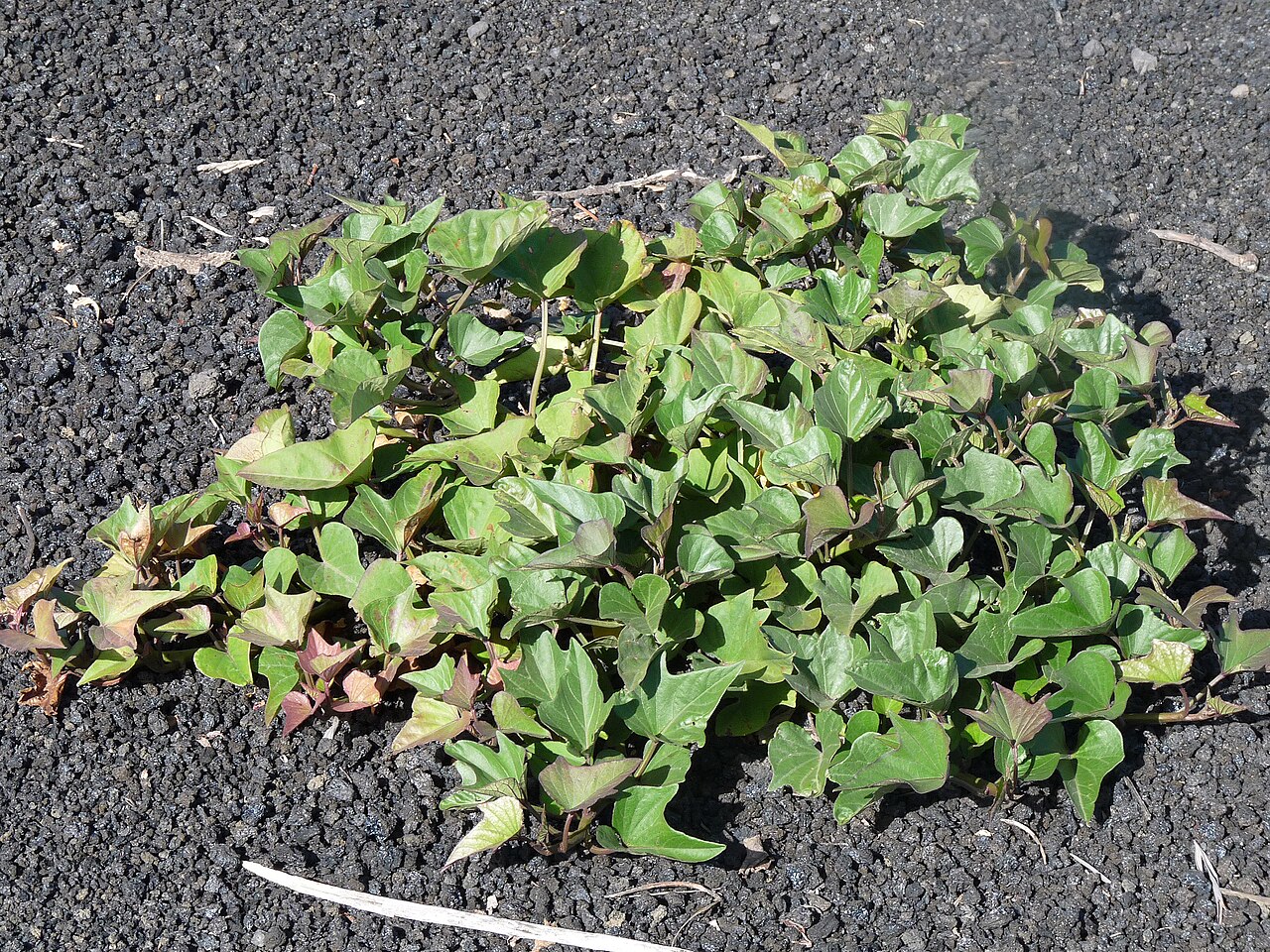 Ipomoea batatas, Sweet potato — trailing deciduous (Convolvulaceae) (image 3 of 9)