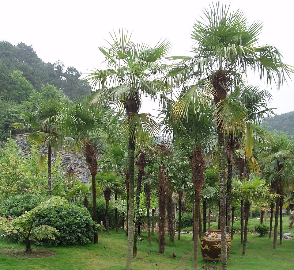 Trachycarpus fortunei (windmill palm) (alternate view 6)