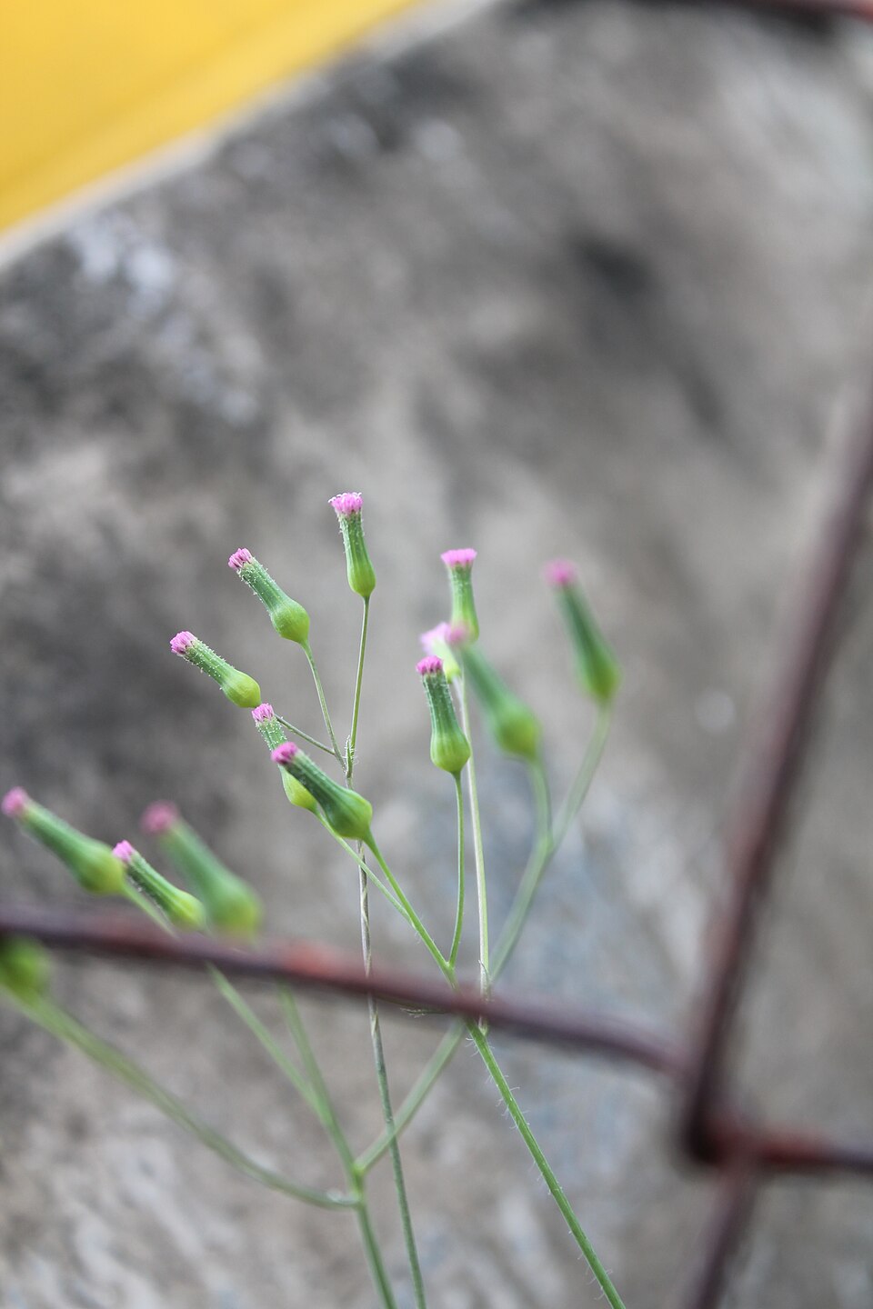 Emilia sonchifolia (lilac tasselflower) (alternate view 8)