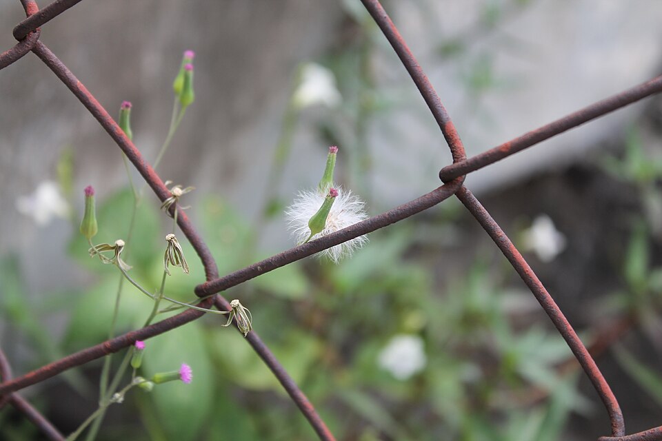 Emilia sonchifolia (lilac tasselflower) (alternate view 10)