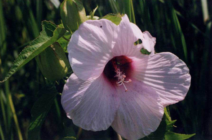 Hibiscus laevis (Halberd-leaf Rosemallow) (alternate view 6)