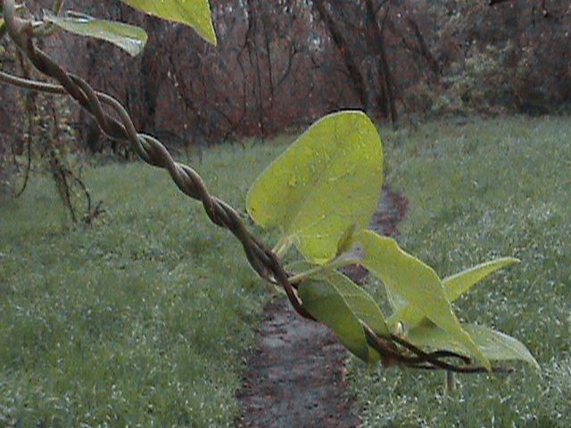 Aristolochia californica (California Dutchman's Pipe) (alternate view 2)