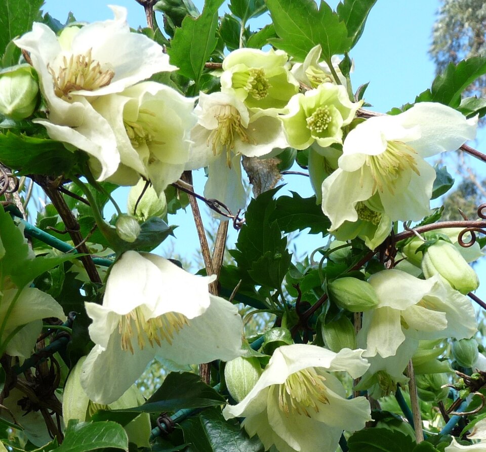 Clematis cirrhosa (early clematis) (alternate view 8)