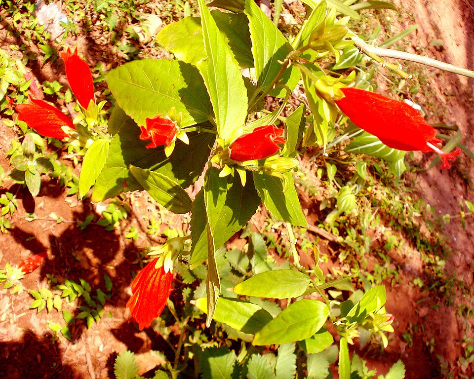 Malvaviscus arboreus (Turk's cap)