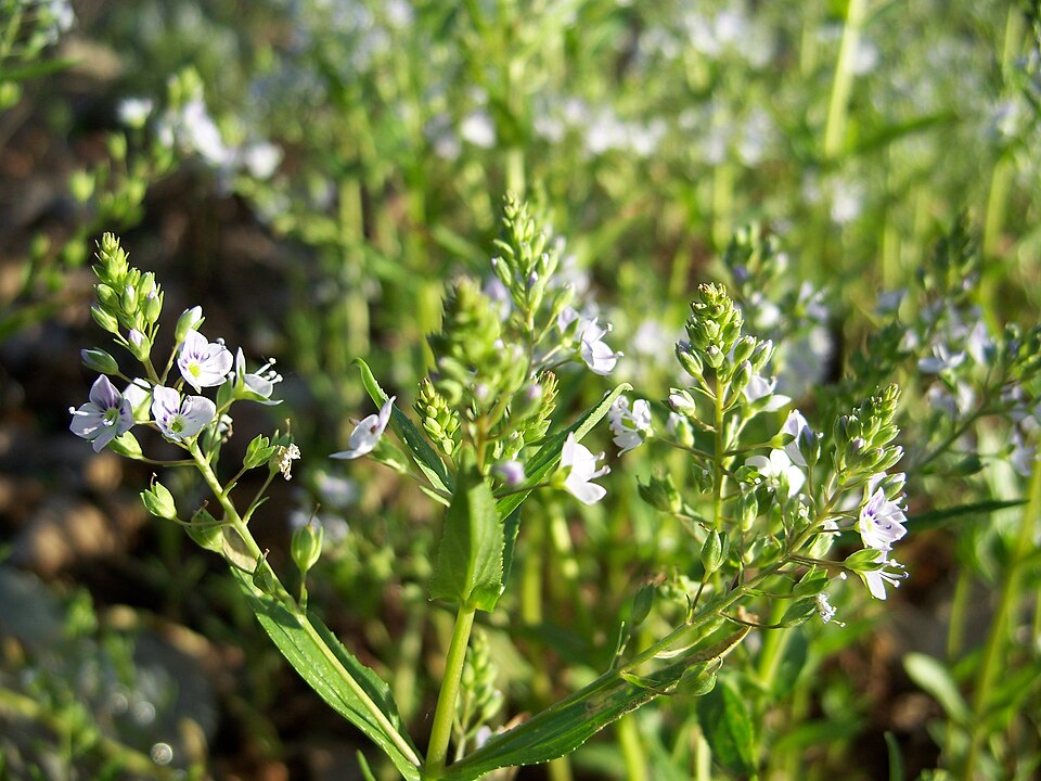 Veronica anagallis-aquatica (blue water-speedwell)