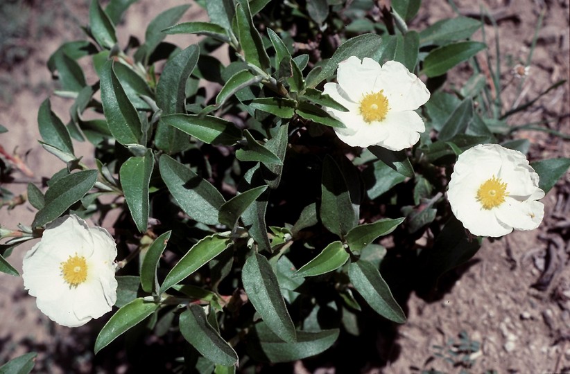 Cistus laurifolius (laurel-leaved cistus) (alternate view 7)