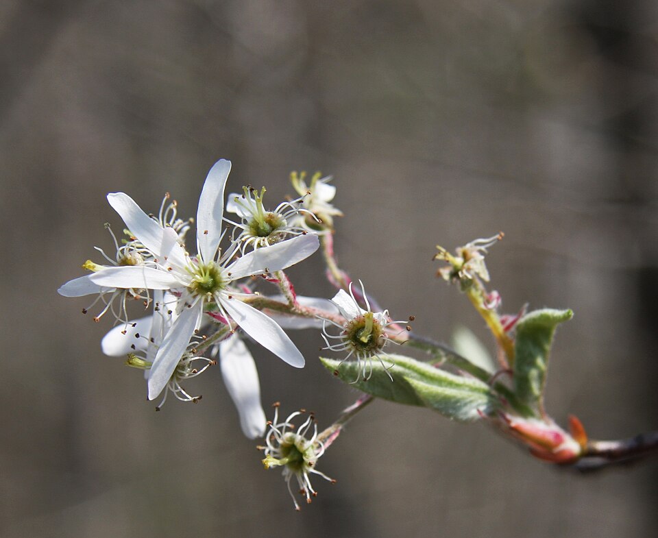 Amelanchier arborea (common serviceberry)