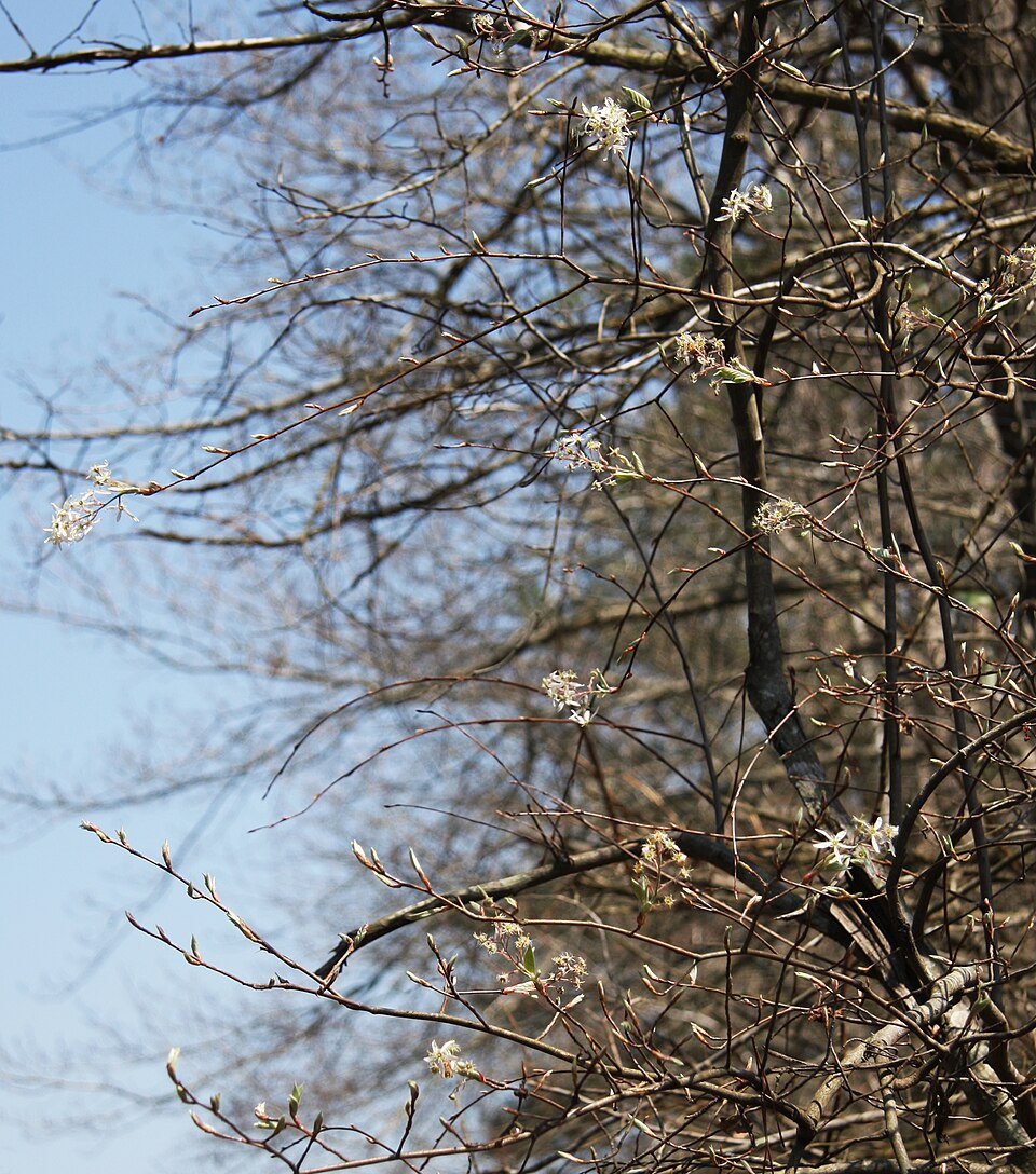 Amelanchier arborea (common serviceberry)