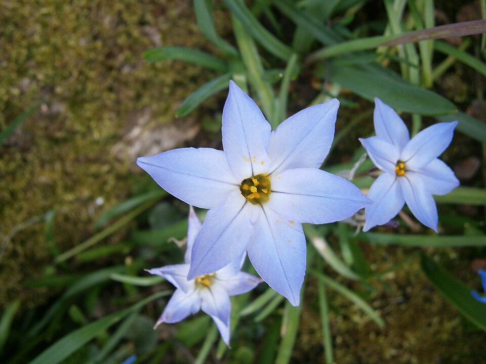 Ipheion uniflorum 'Wisley Blue' (Wisley Blue Spring Starflower) (alternate view 2)