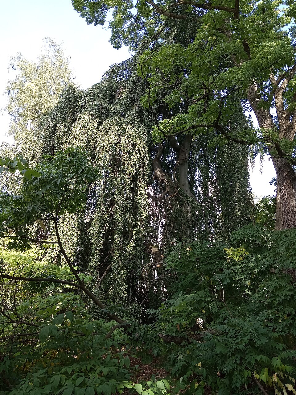 Fagus sylvatica 'Rohanii' (Rohan Purple Beech) (alternate view 2)