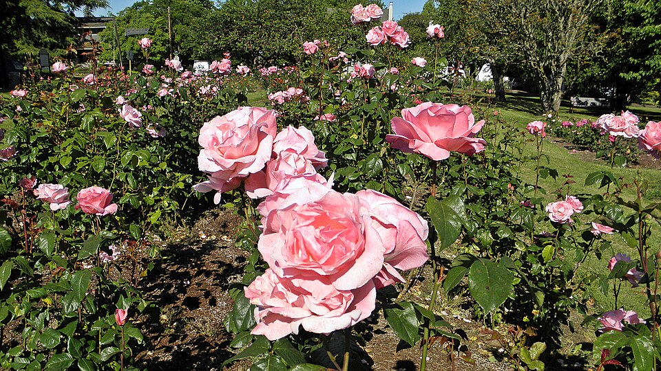 Rosa 'Queen Elizabeth' (Queen Elizabeth Rose) (alternate view 2)