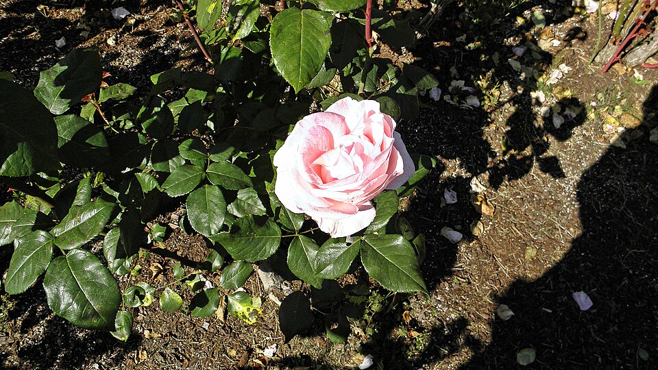 Rosa 'Queen Elizabeth' (Queen Elizabeth Rose) (alternate view 3)