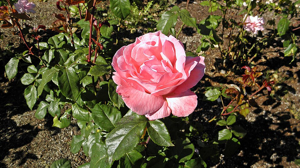 Rosa 'Queen Elizabeth' (Queen Elizabeth Rose) (alternate view 4)