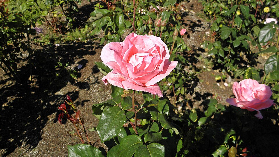 Rosa 'Queen Elizabeth' (Queen Elizabeth Rose) (alternate view 5)