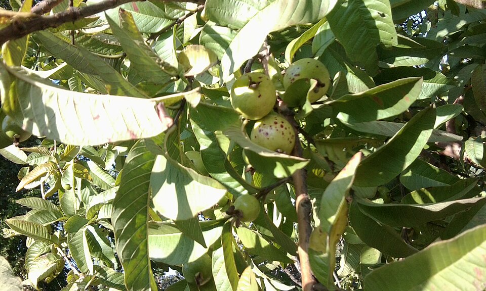 Psidium guajava (White Guava) (alternate view 9)