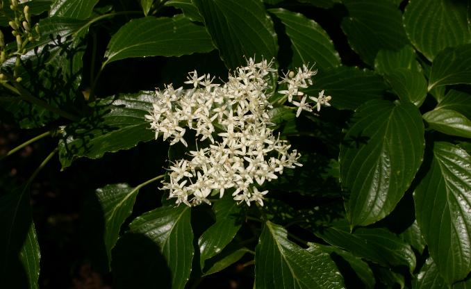 Cornus controversa, Wedding cake tree — spreading deciduous (Cornaceae) (image 1 of 10)