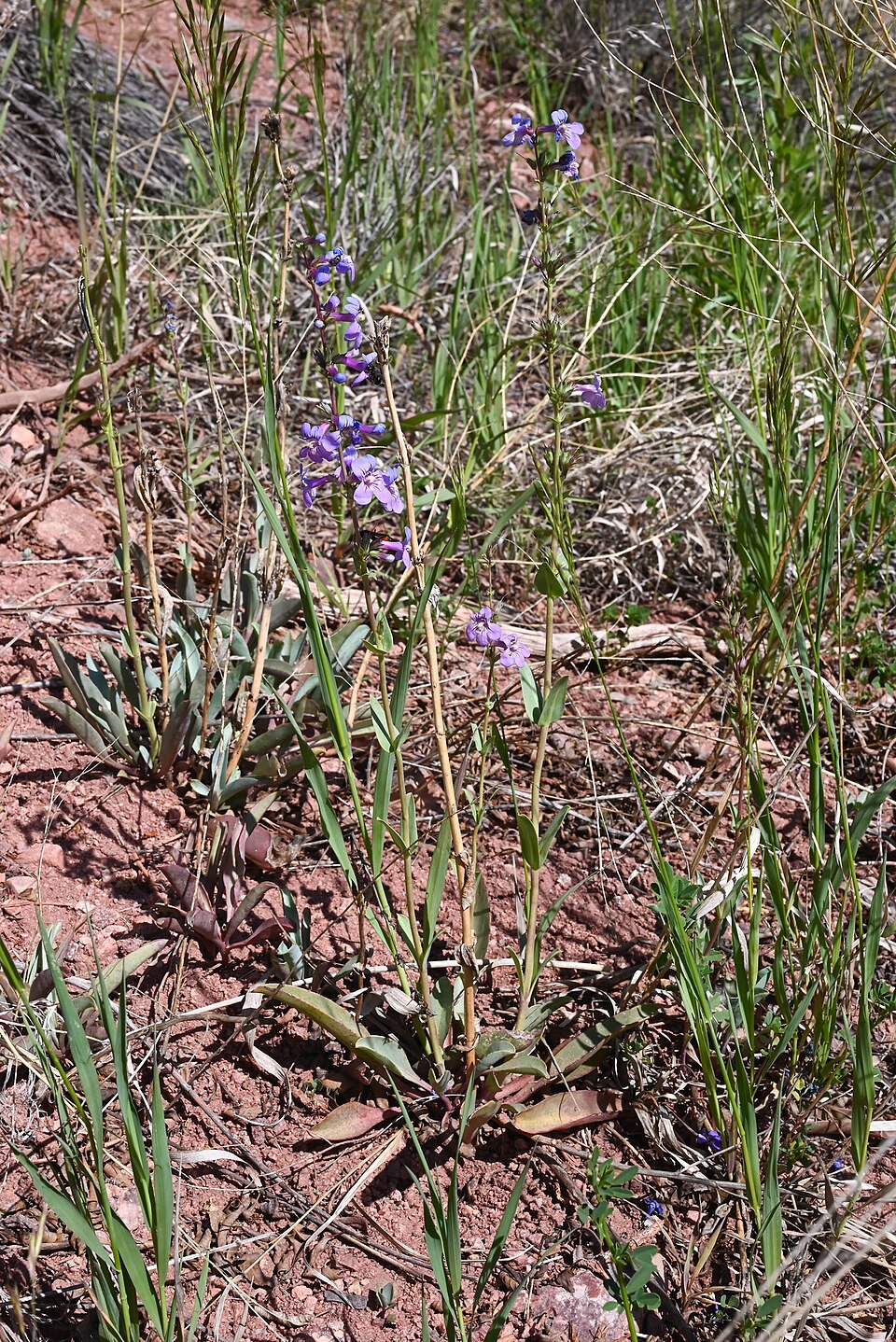 Penstemon (beardtongues) (alternate view 5)