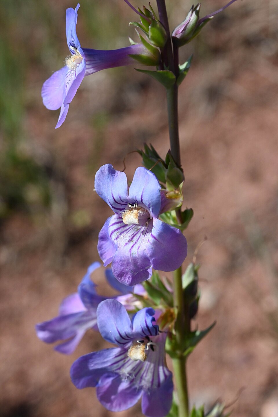 Penstemon (beardtongues) (alternate view 6)