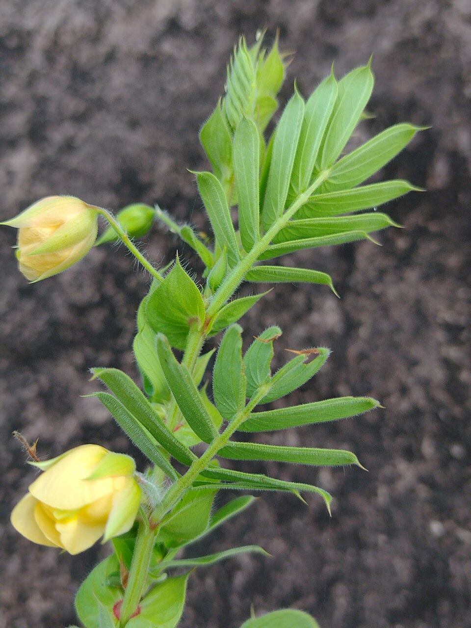 Chamaecrista (sensitive and partridge peas) (alternate view 4)