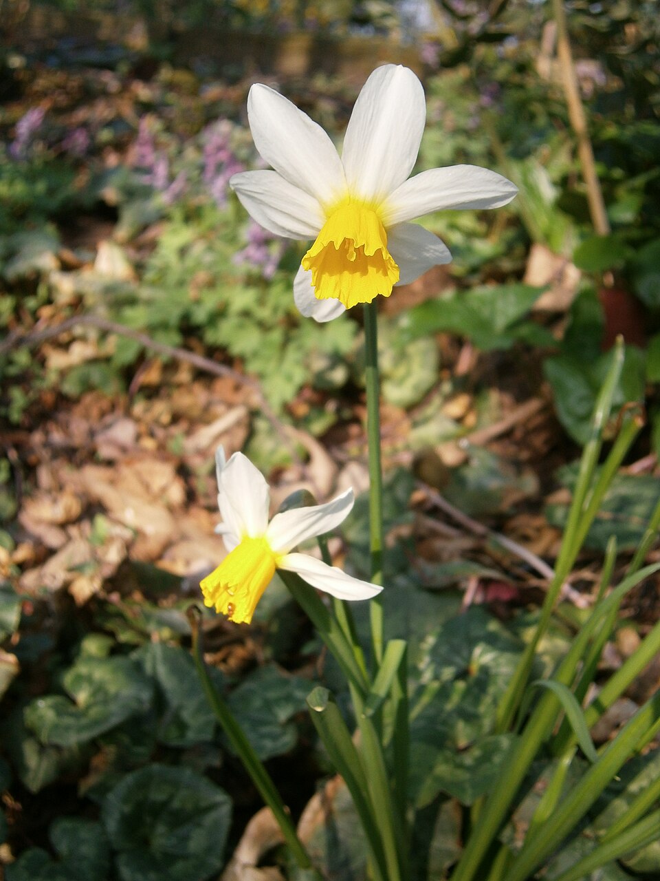 Narcissus 'Jack Snipe' (Jack Snipe Daffodil) (alternate view 4)