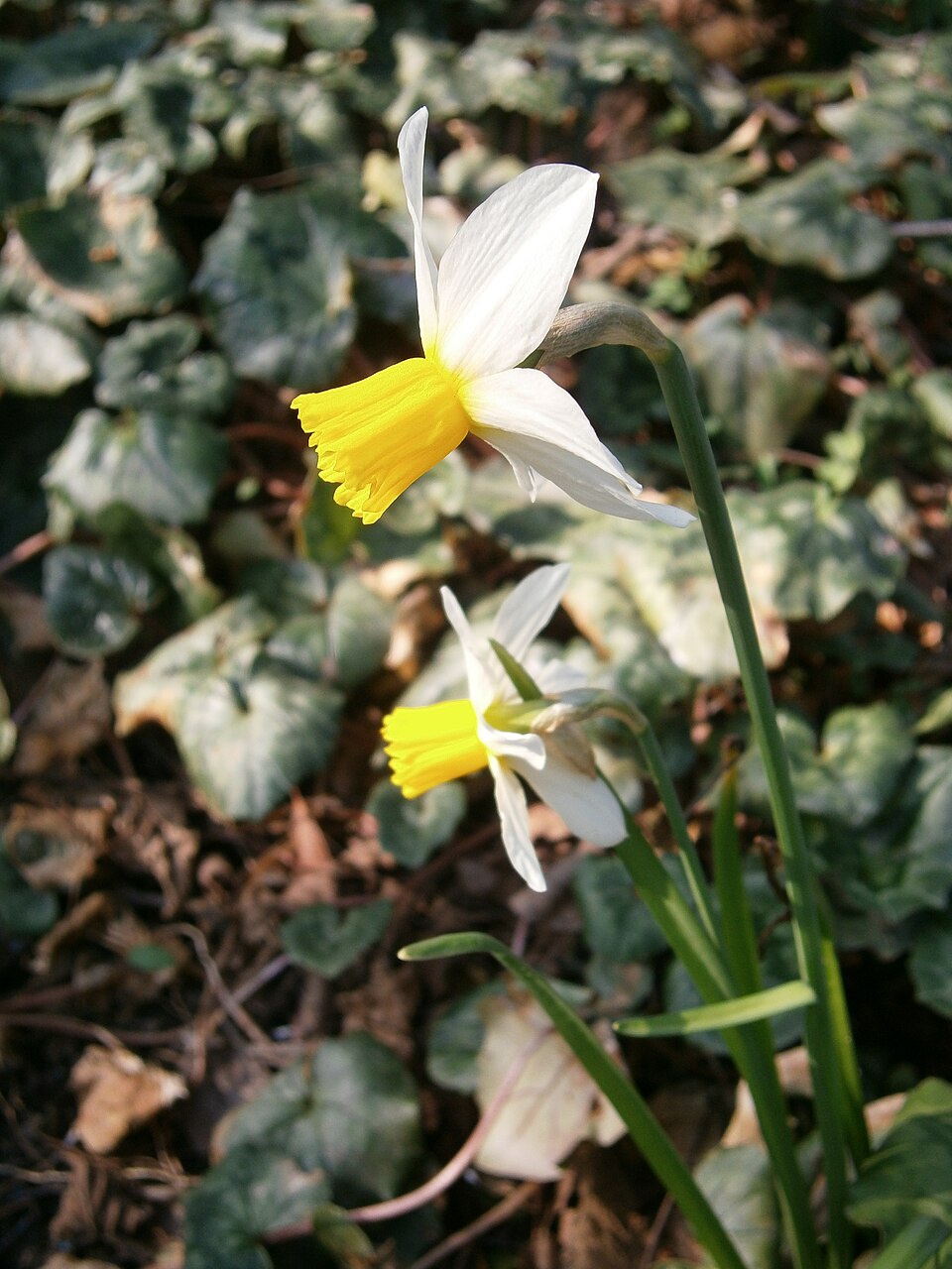 Narcissus 'Jack Snipe' (Jack Snipe Daffodil) (alternate view 5)