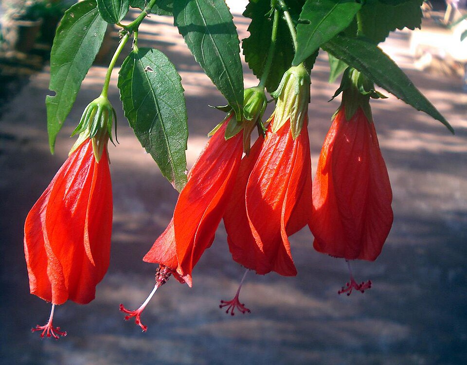 Malvaviscus arboreus (Turk's cap)